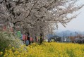 月岡温泉 菜の花 桜まつり