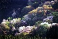 大峰山山桜まつり