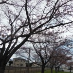 カルチャー桜