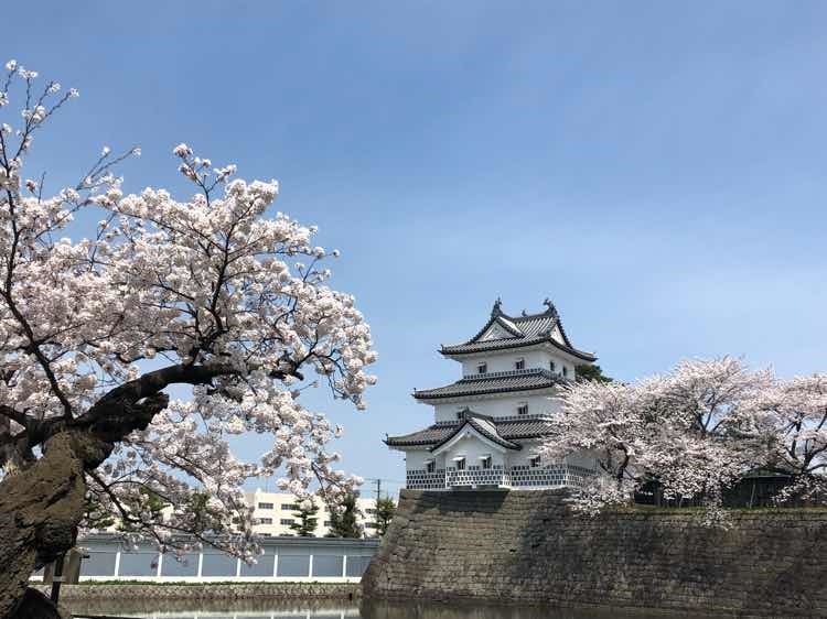 新発田城址公園 桜の開花状況 しばた観光ガイド